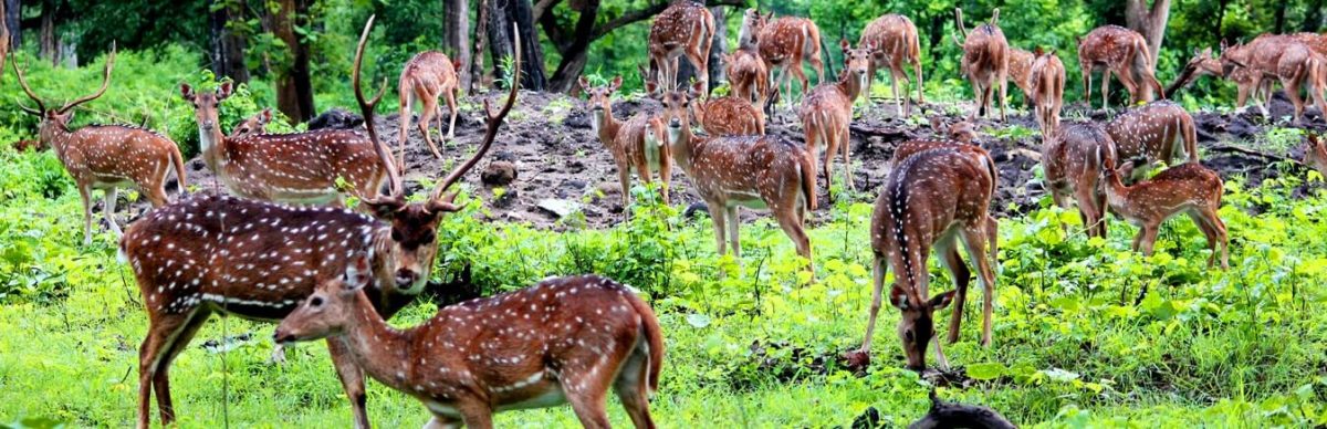 Bardia Tour (02 nuits 03 jours)
