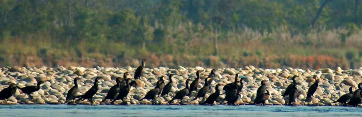 Réserves fauniques de Koshi Tappu